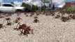 Des sauterelles ont envahi une ville aux États-Unis ! ＂C'est un présage apocalyptique＂ des commentaires sont faits sur les réseaux sociaux