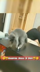 Darpok Billi from owner 2023