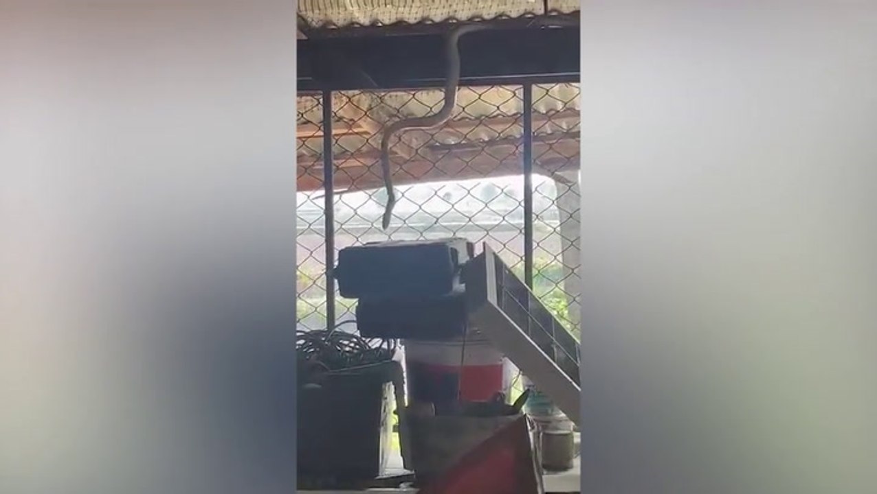 Fearless grandma, 85, caught on camera catching snake with bare hands