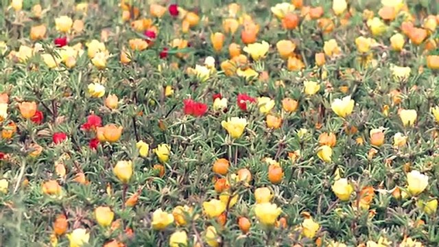 Un jardin botanique en Chine cultive des plantes pour prévenir la désertification dans le désert de Taklamakan