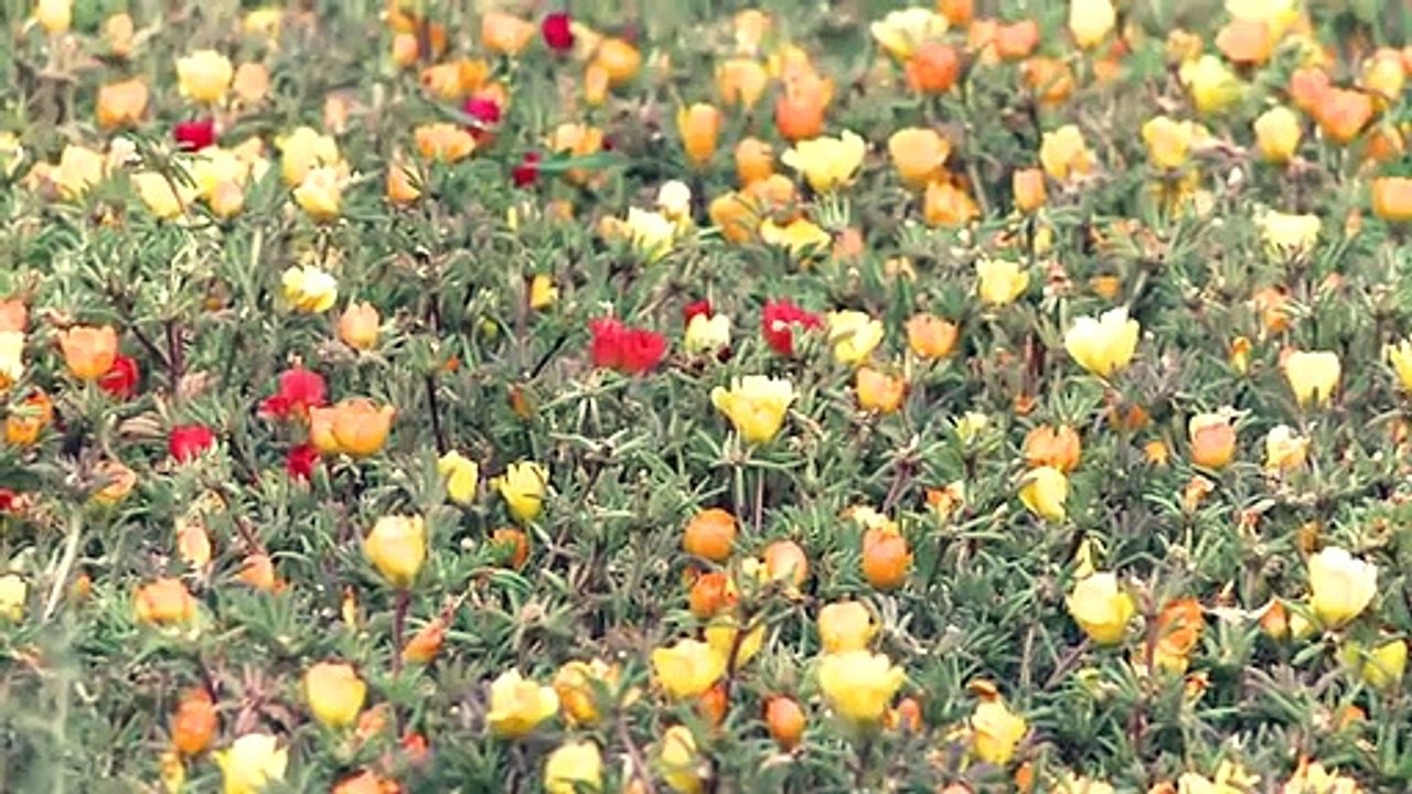 Un jardin botanique en Chine cultive des plantes pour prévenir la désertification dans le désert de Taklamakan