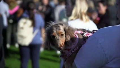 Dackelhalter brechen Weltrekord im Gassigehen
