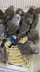 Grey Australian parrots