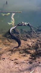 Snake Catches a Bullfrog
