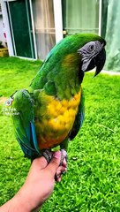 Beautiful macaw parrot
