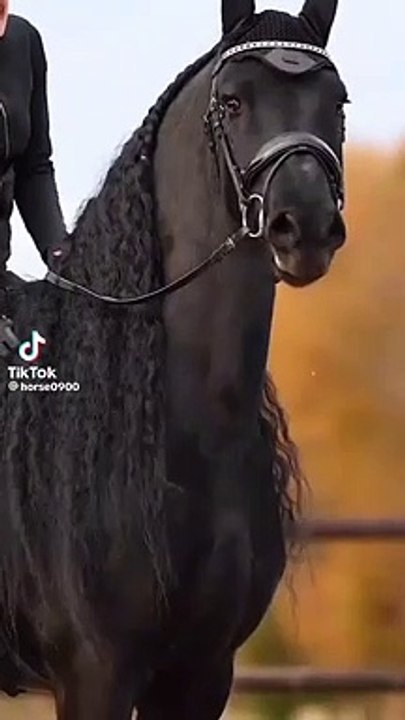 Black horse