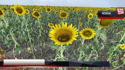 Çukurova'da yağışlar ayçiçeği üreticisini umutlandırdı