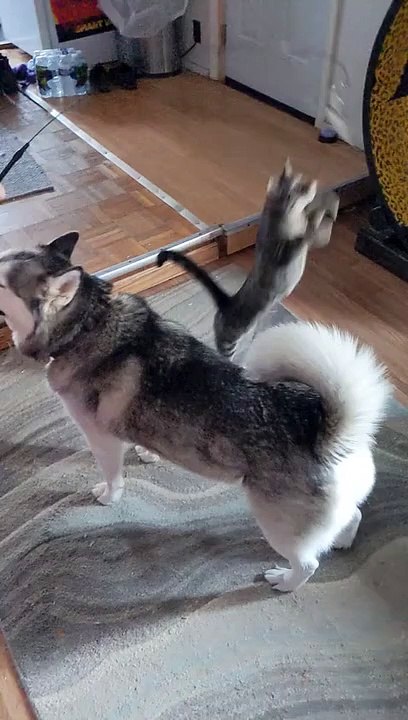 Cat fails in epic fashion trying to catch toy