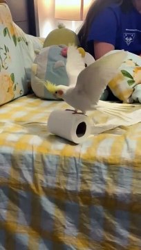 Birdie Mishap With Toilet Paper Roll Takes A Tumble
