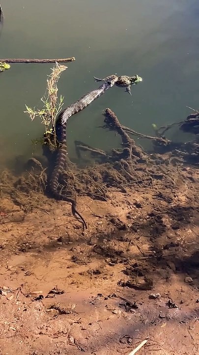Snake Catches a Bullfrog