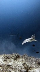 Swimming Alongside an Electric Ray
