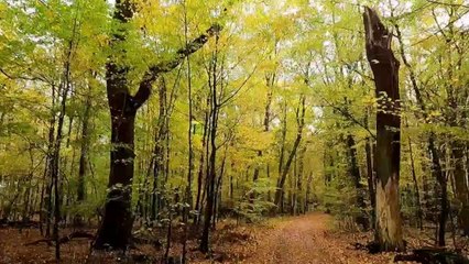 WALKING IN THE FORREST - Autumn 2022