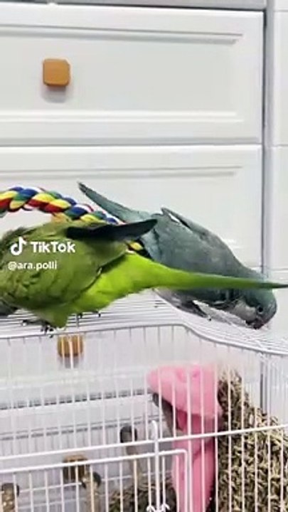 Monk mating