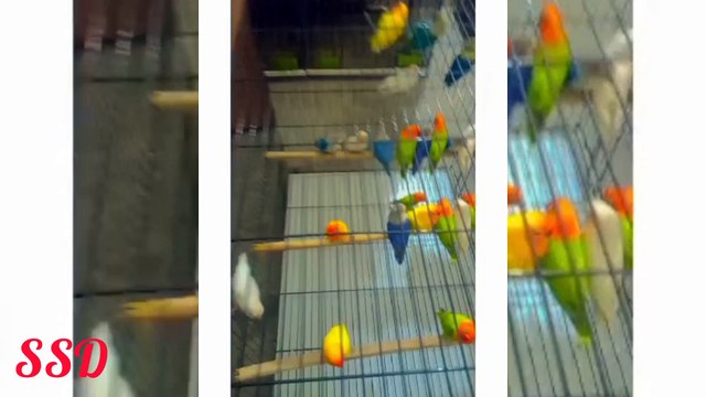 The chirping finches and parrots