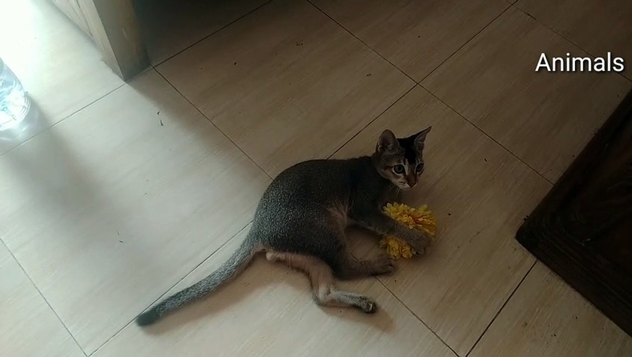 Baby cat playing
