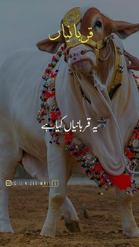 qurbani-kya-hai-saqib-raza-mustafai-qurbani-status-qurbani-bayan-whatsapp-status-shorts-1280-ytshorts.savetube.me