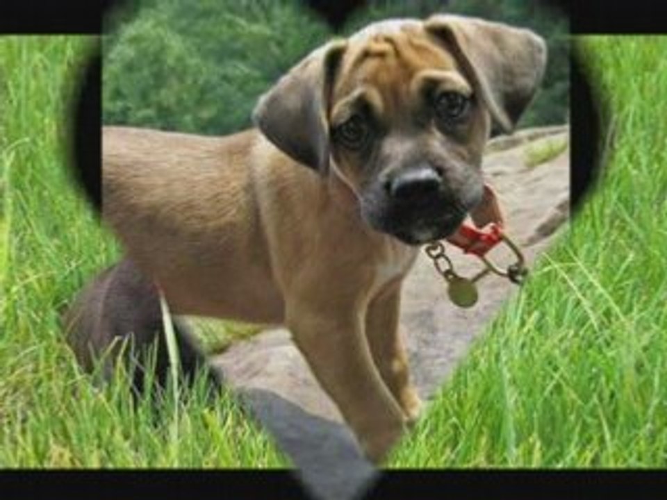 ImpIriaS dogs