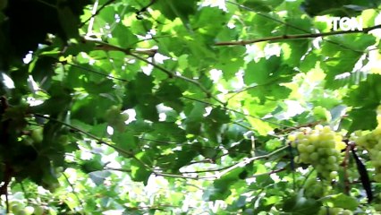 عنب الأقصر.. الأجمل عالميا والأعلى تصديرا من جنوب مصر إلى قلب أوروبا