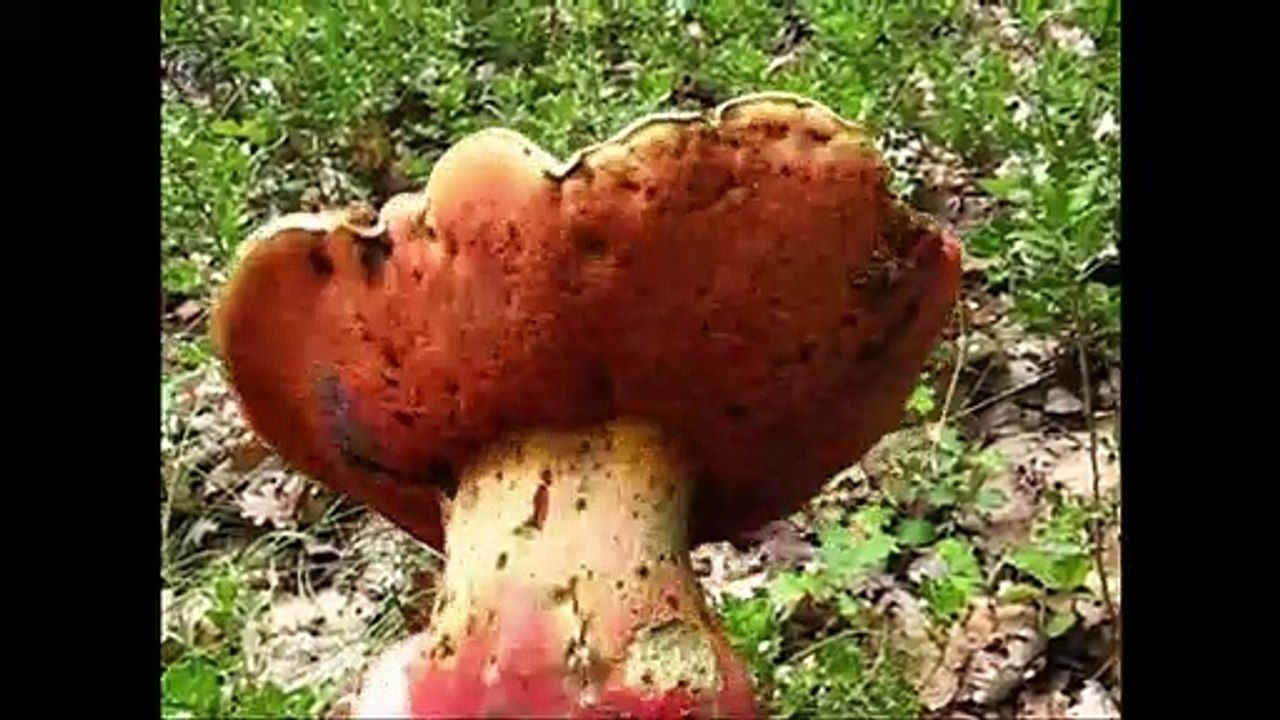 Boletus satanas. English Text 3