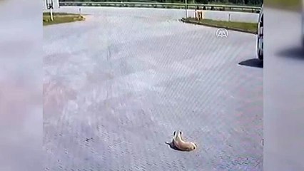 Çorum'da akaryakıt istasyonunda el freni çekilmeyen otomobilin kaza yapması son anda önlendi