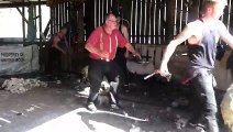 Shearing Sheep Goes Sideways