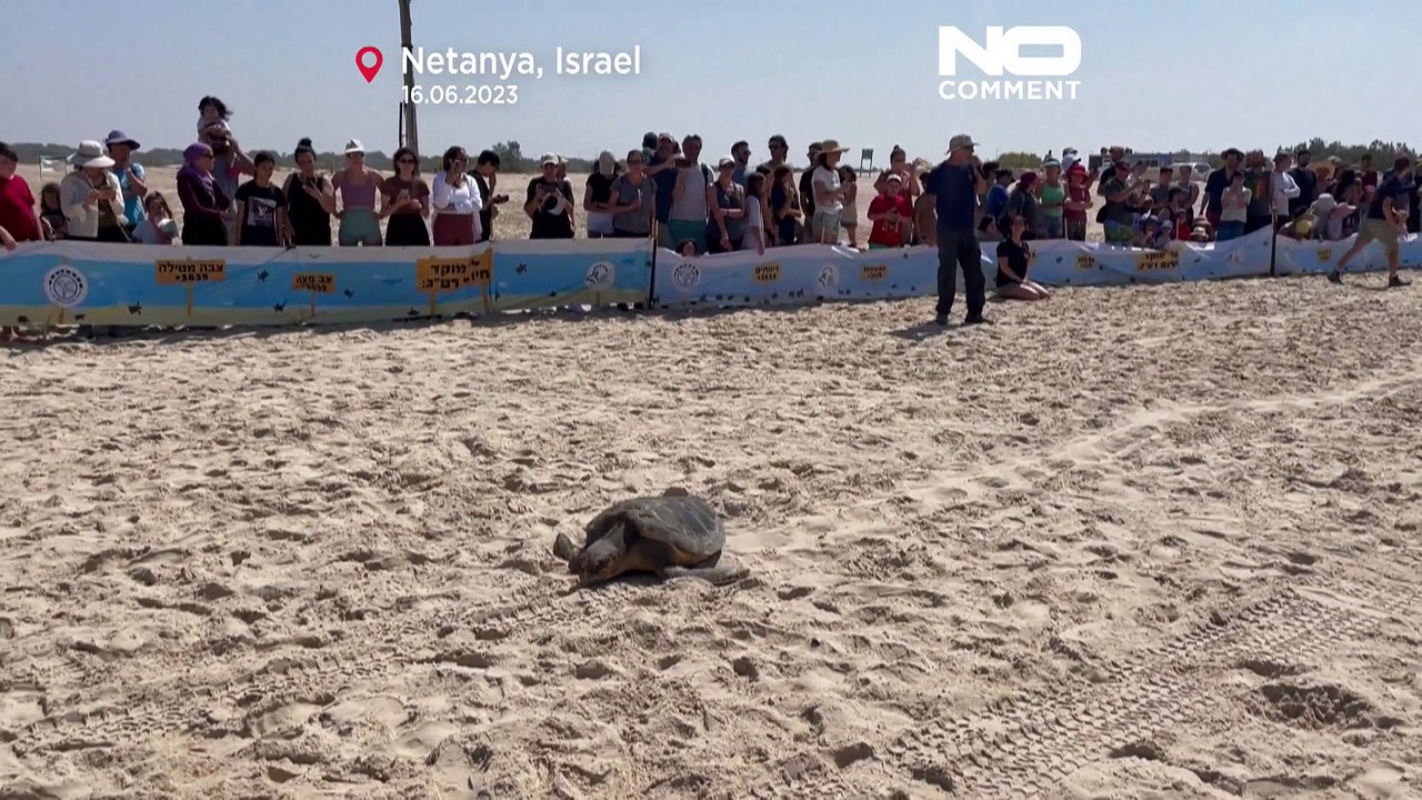Schildkröte nach Krankenhausaufenthalt wieder im Meer
