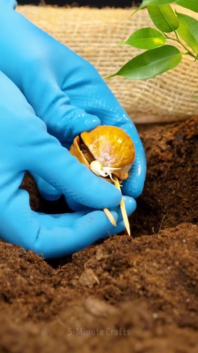 Walnut growing hack