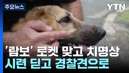 우크라 로켓 맞고 다시 일어선 군견 '람보'...훈련, 훈련, 말없는 영웅들 / YTN