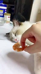 cat Cutest thing you'll see today