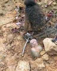 Big Monkey Helps Sister in Trouble 🐒