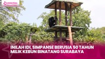 Inilah Idi, simpanse berusia 50 tahun milik Kebun Binatang Surabaya