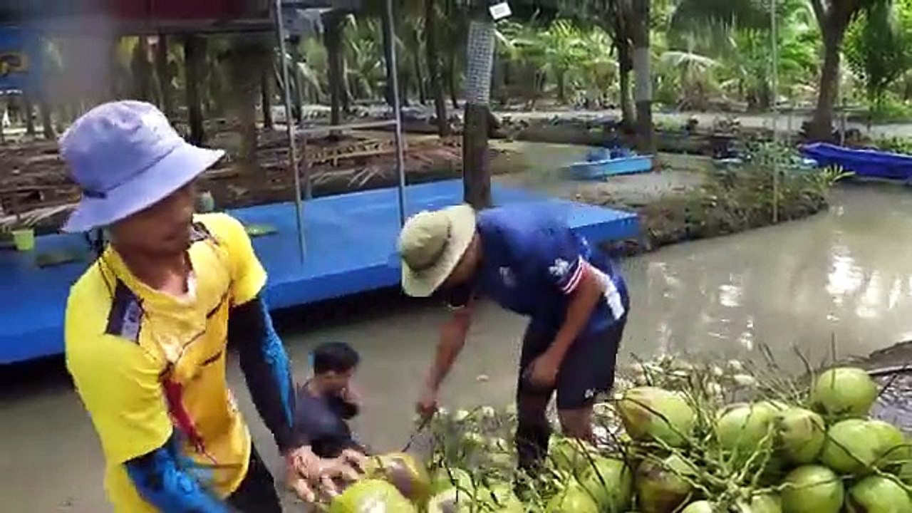 Coconut harvesting process in coconut farm!!!Coconut, coconut processing,