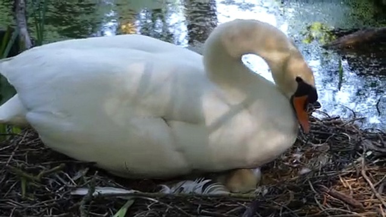 Cygne nid 2