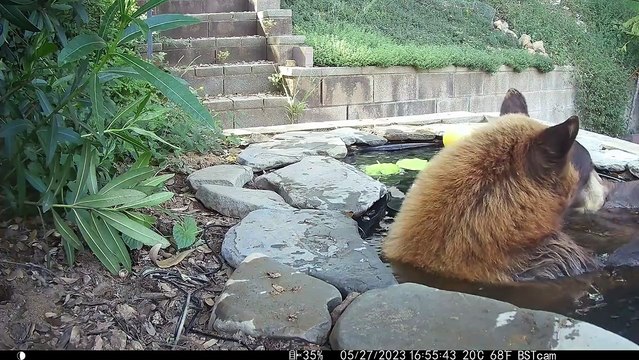 L'ours profite de l'étang de son jardin