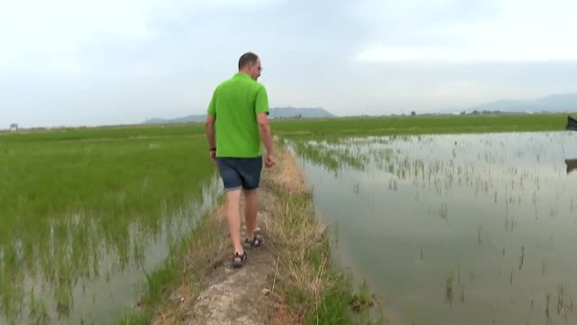 Los agricultores de La Albufera denuncian cuantiosas pérdidas en sus cosechas de arroz por culpa de los flamencos