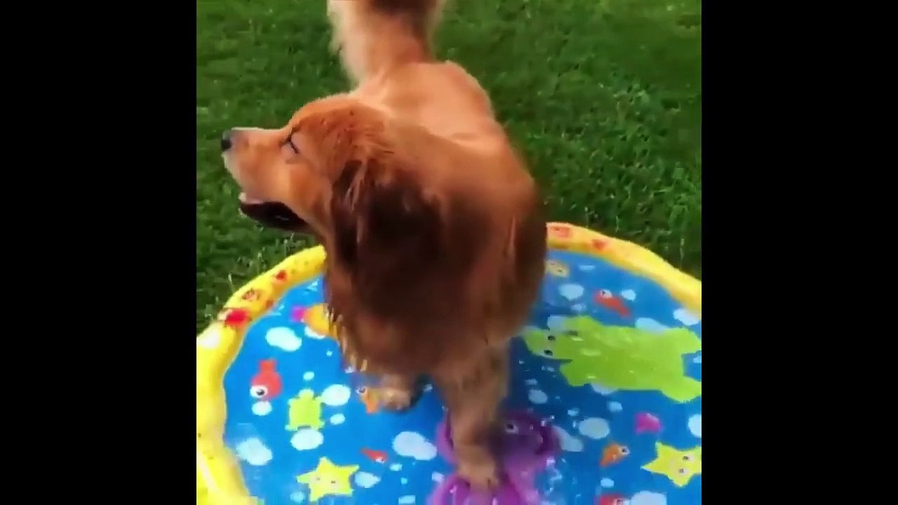 Funny And Cute Dogs  and Puppies Compilation 2021_ Try Not To Laugh