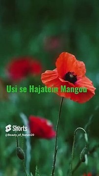 #Beautiful Hamd#Youtube#Shorts#Shorts with lyrics#Youtube shorts#Beautiful lyrics#