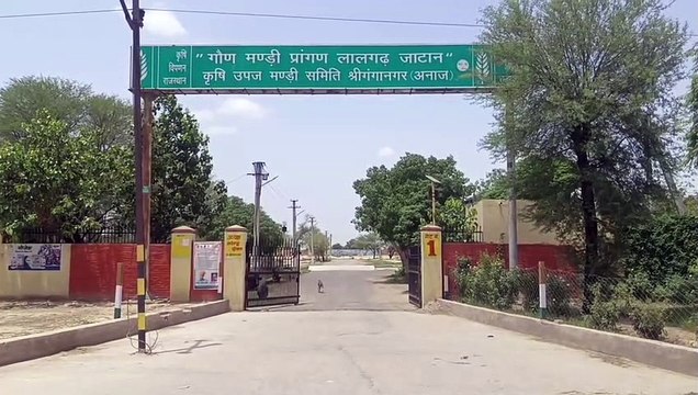 पर्याप्त बारदाना के अभाव में लालगढ़ जाटान में सरसों खरीद की गति धीमी