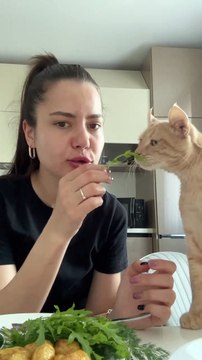 Taquiner un chat qui mendie de la nourriture