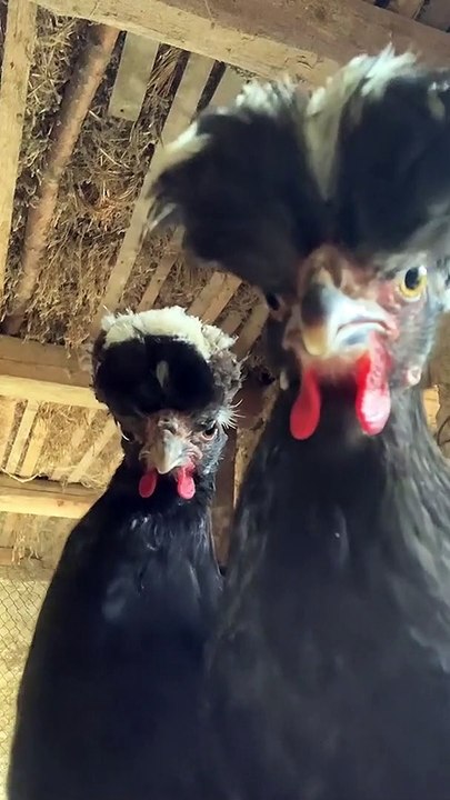 ไก่ตุ๋น เบเบอรี่กับลิ้นจี่