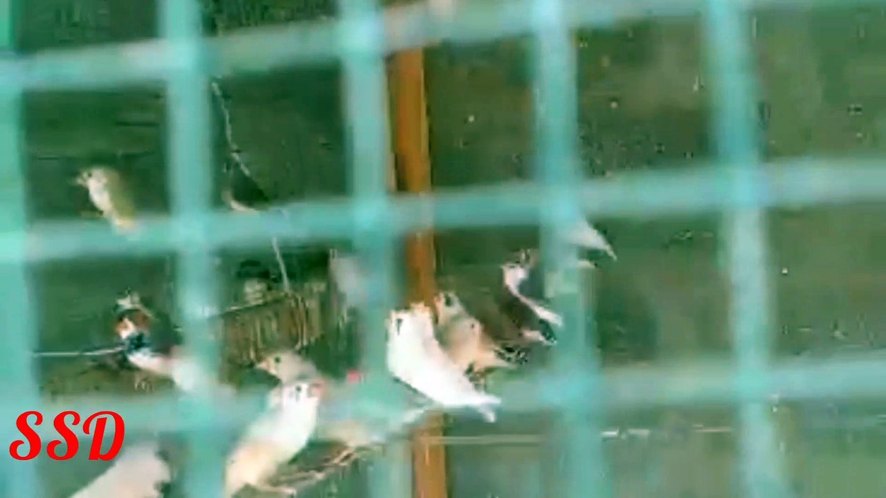 Finches are beautiful