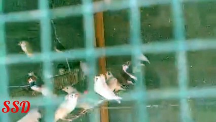 Finches are beautiful