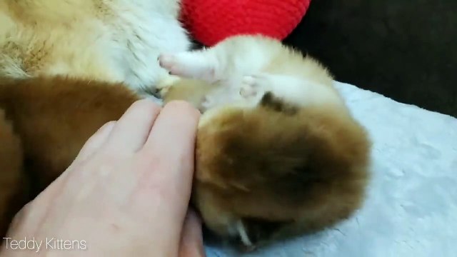 11 Days After Birth _ Adorable Cutie Meowing Kittens _ Video 2020 ASMR