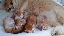 Golden British Shorthair cat and her incredibly beautiful babies