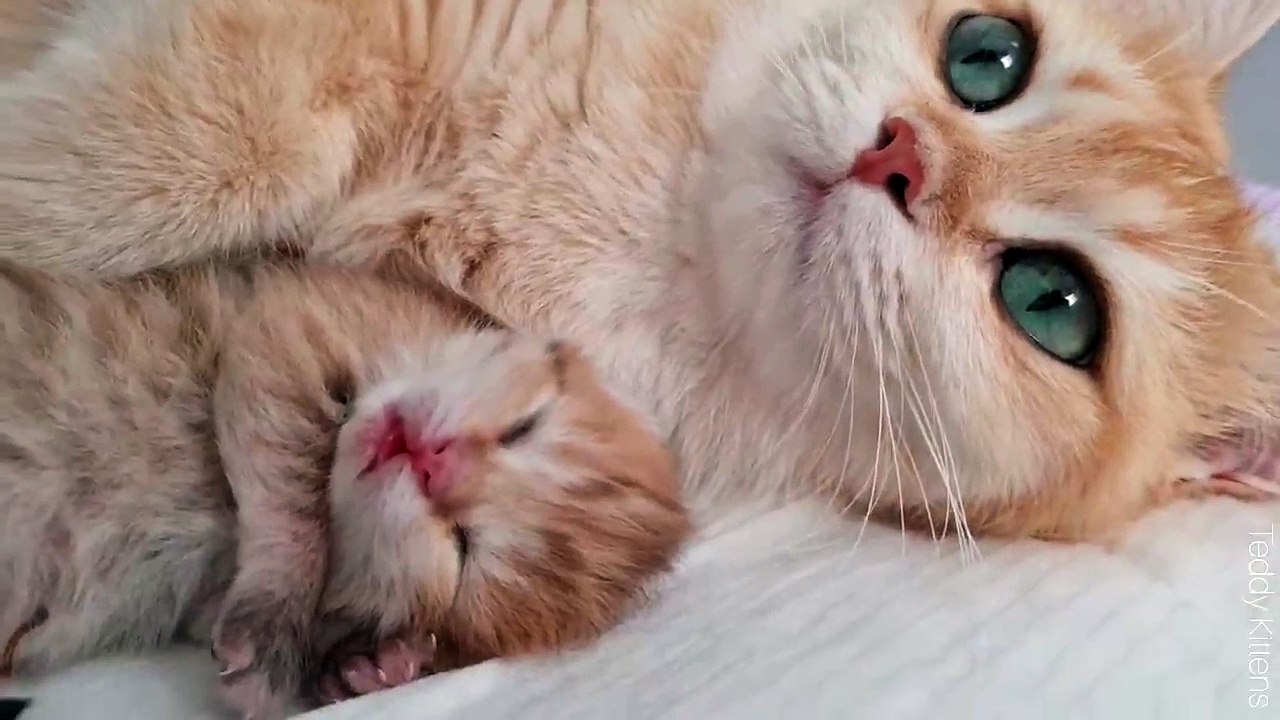 ❤️ Mom cat and her two cute kittens l 3rd day after birth
