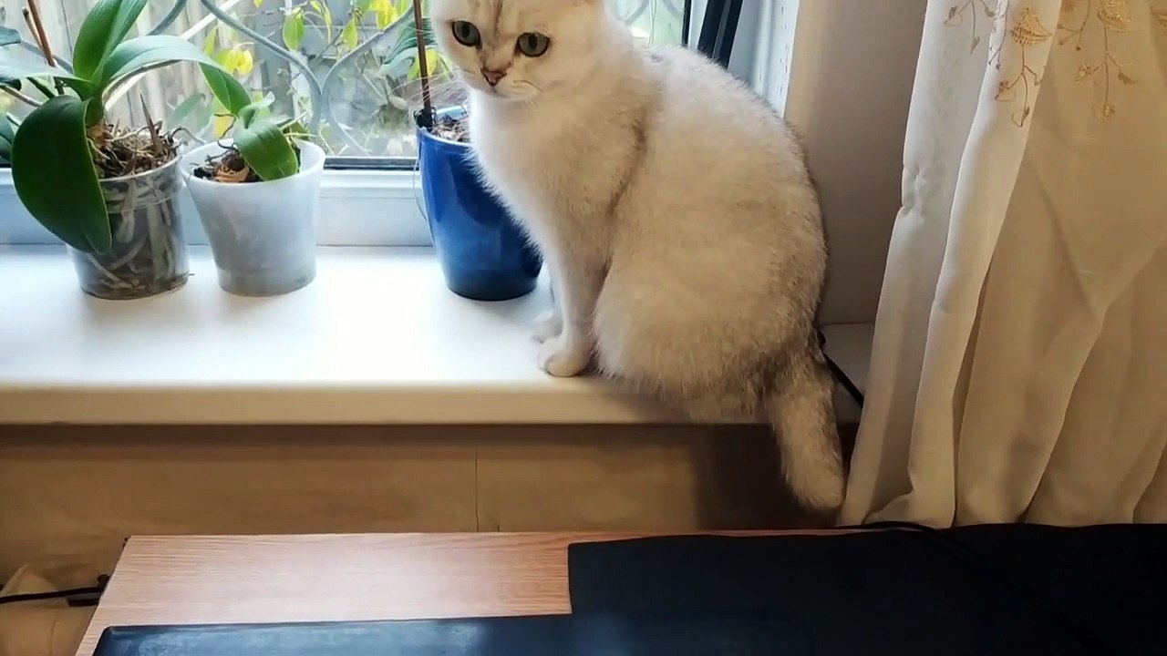 Will a Cat Eat a Calcium Pill With Delicious Vitamins_ video Dailymotion