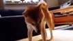 Cat_and_dogs_funny_video