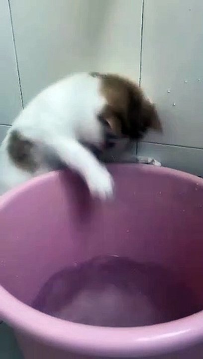 cat Cutest thing you'll see today