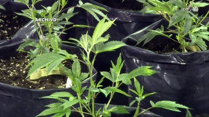 Advierte especialista que el consumo de la marihuana crónico daña poco a poco el cerebro