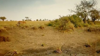 Porcupine Too Danger! Lion, Leopard and Python Risked Their Lives When Hunting Porcupine _ Wildlife